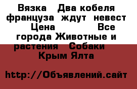  Вязка ! Два кобеля француза ,ждут  невест.. › Цена ­ 11 000 - Все города Животные и растения » Собаки   . Крым,Ялта